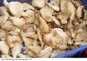 oyster-mushrooms-on-display-at-farmers-market-in-bantry-ireland