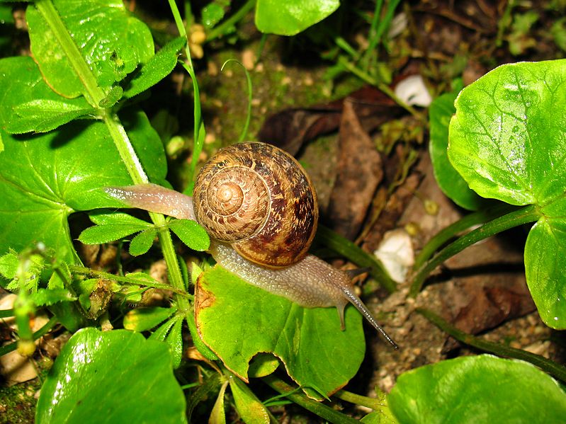 Helix_aspersa