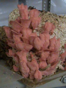 226640_1728370809328_8254894_n